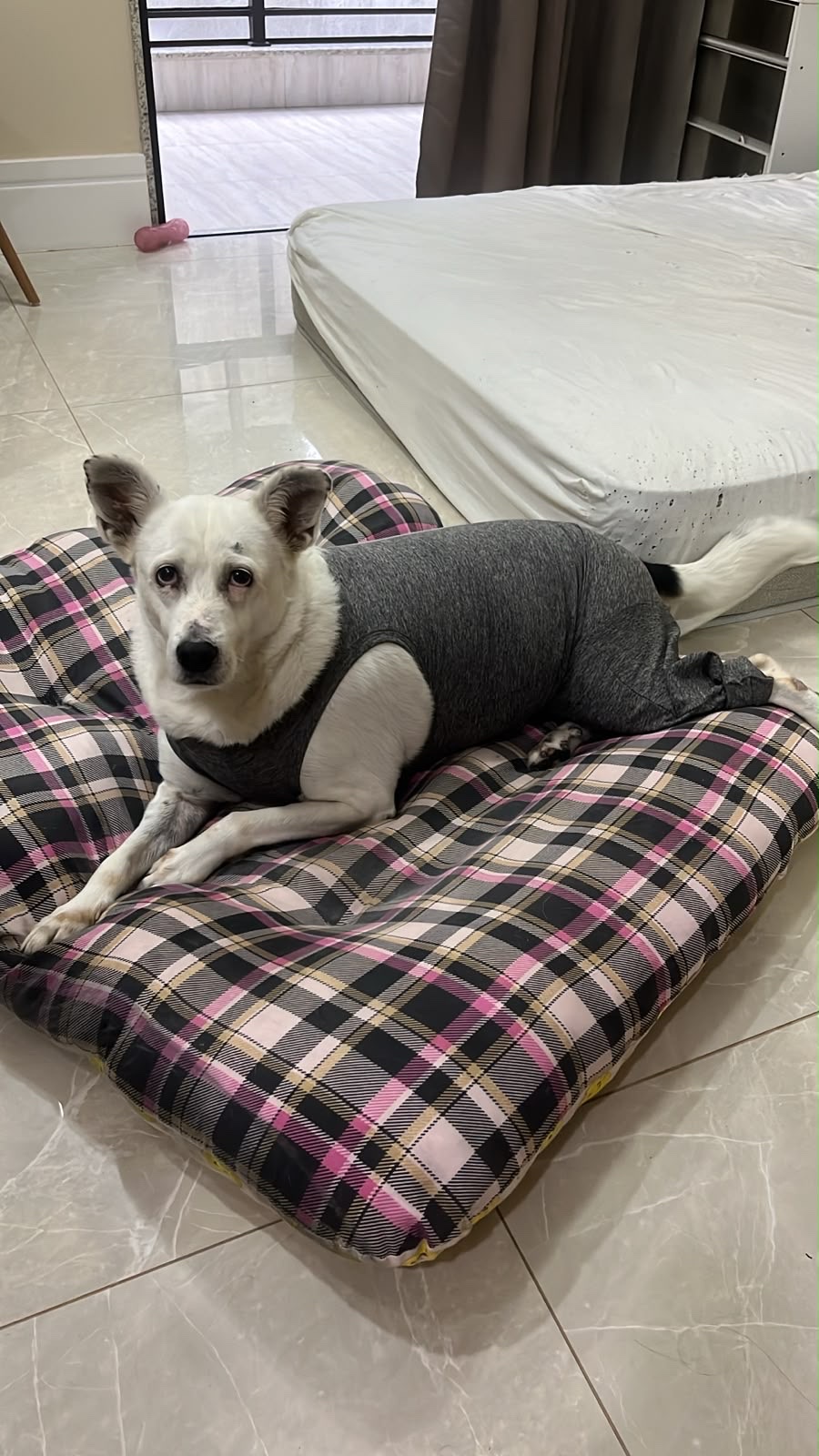 image-7