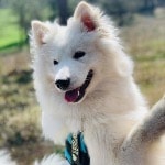 Noa
