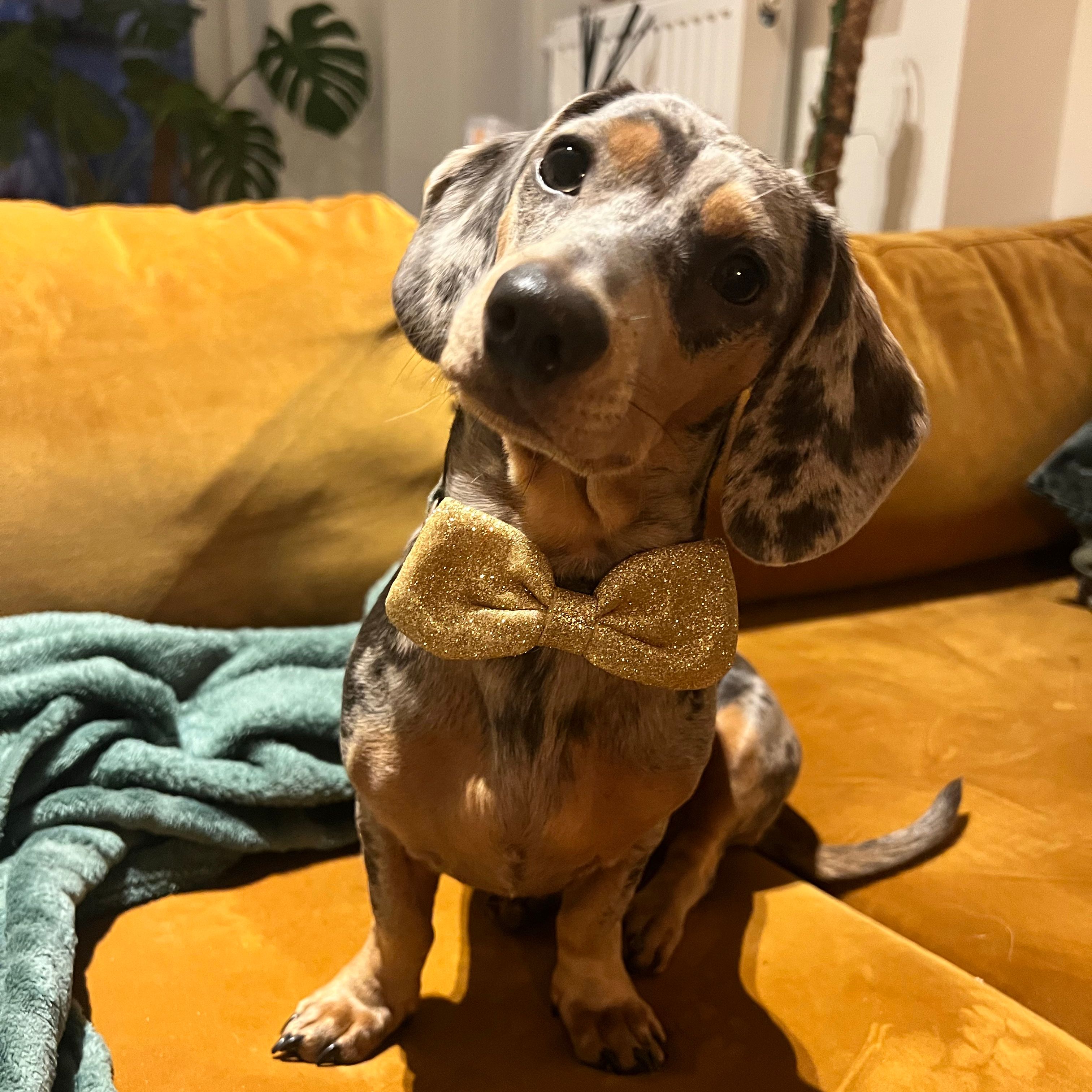Lizzy