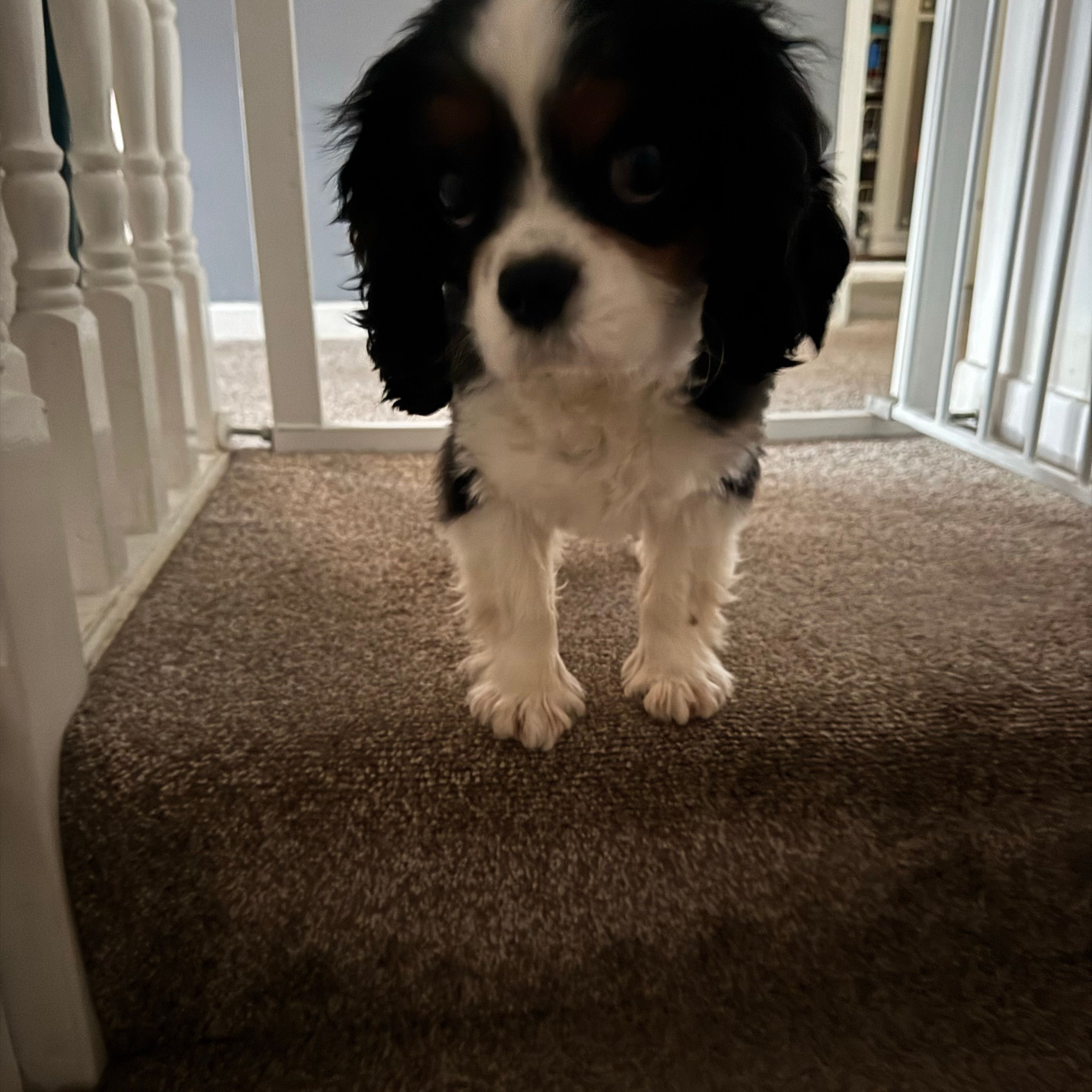 Rupert