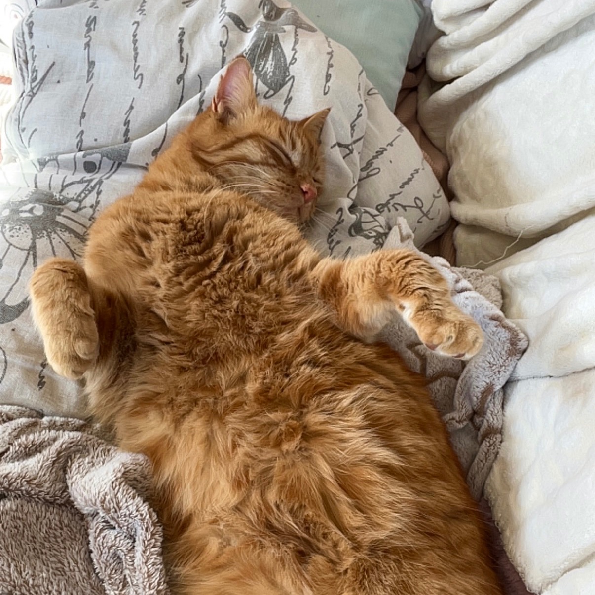 Simba