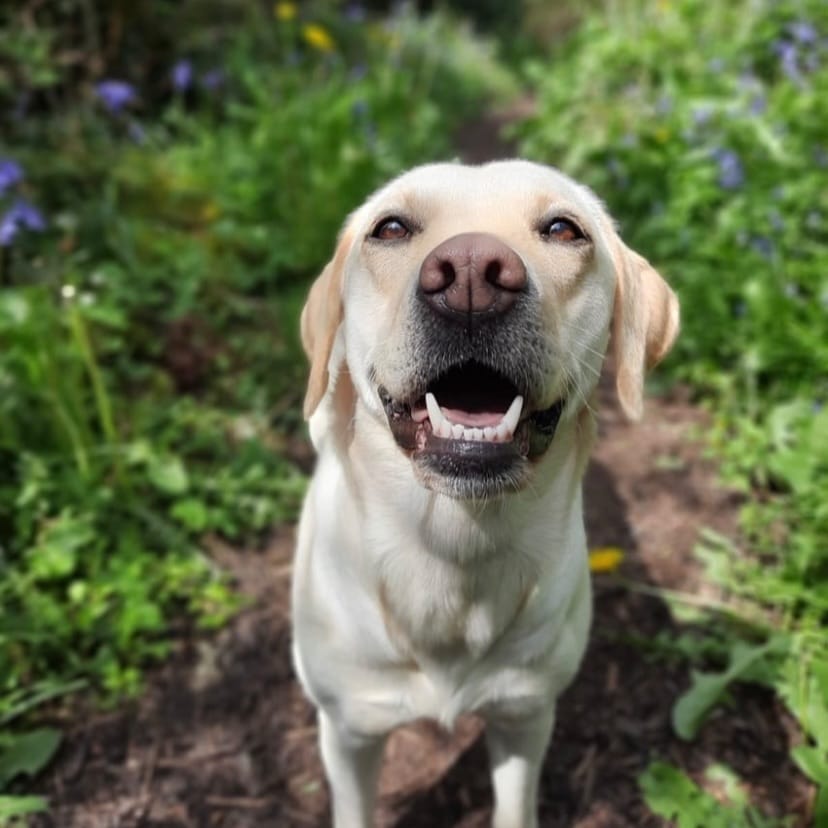 Stella
