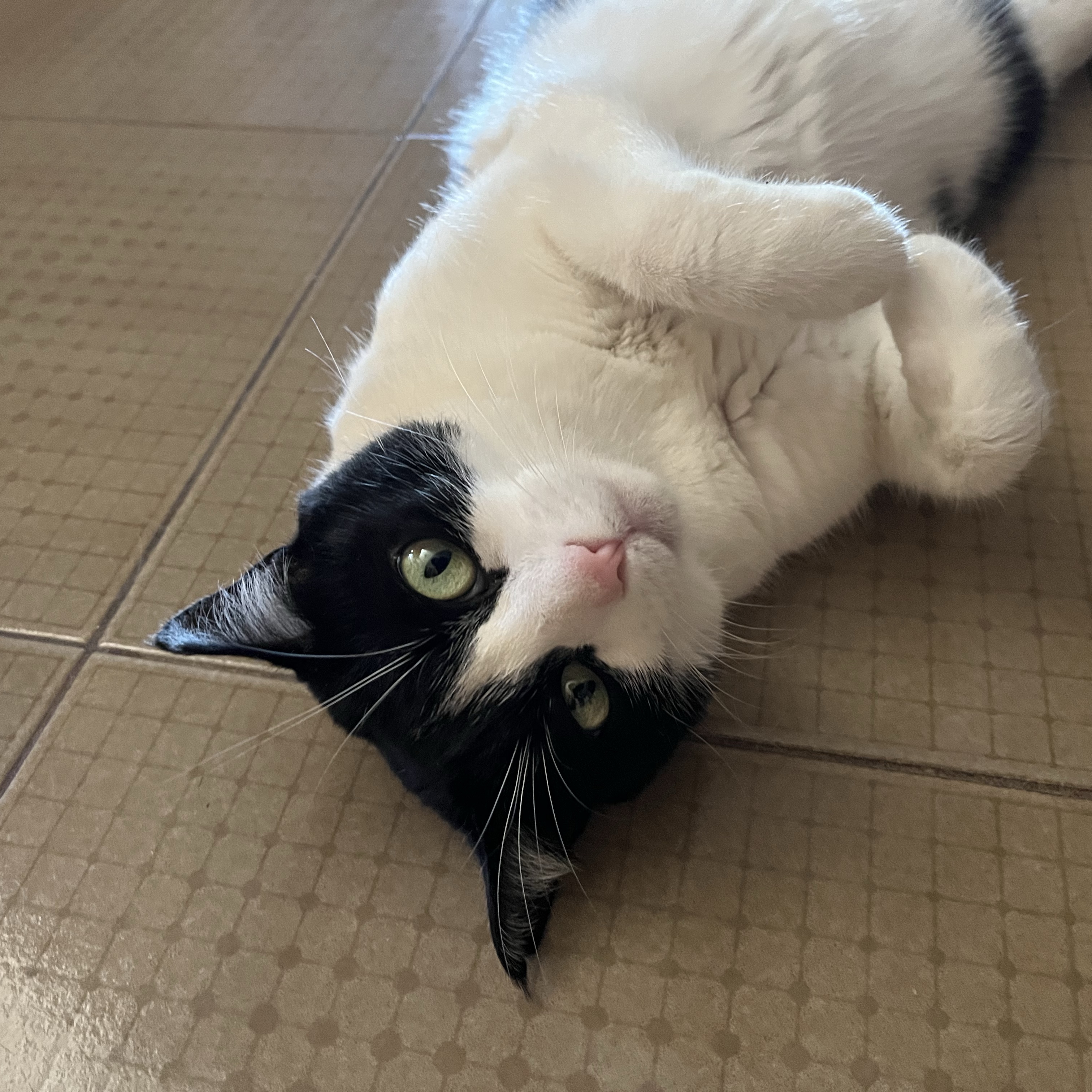 Cleo