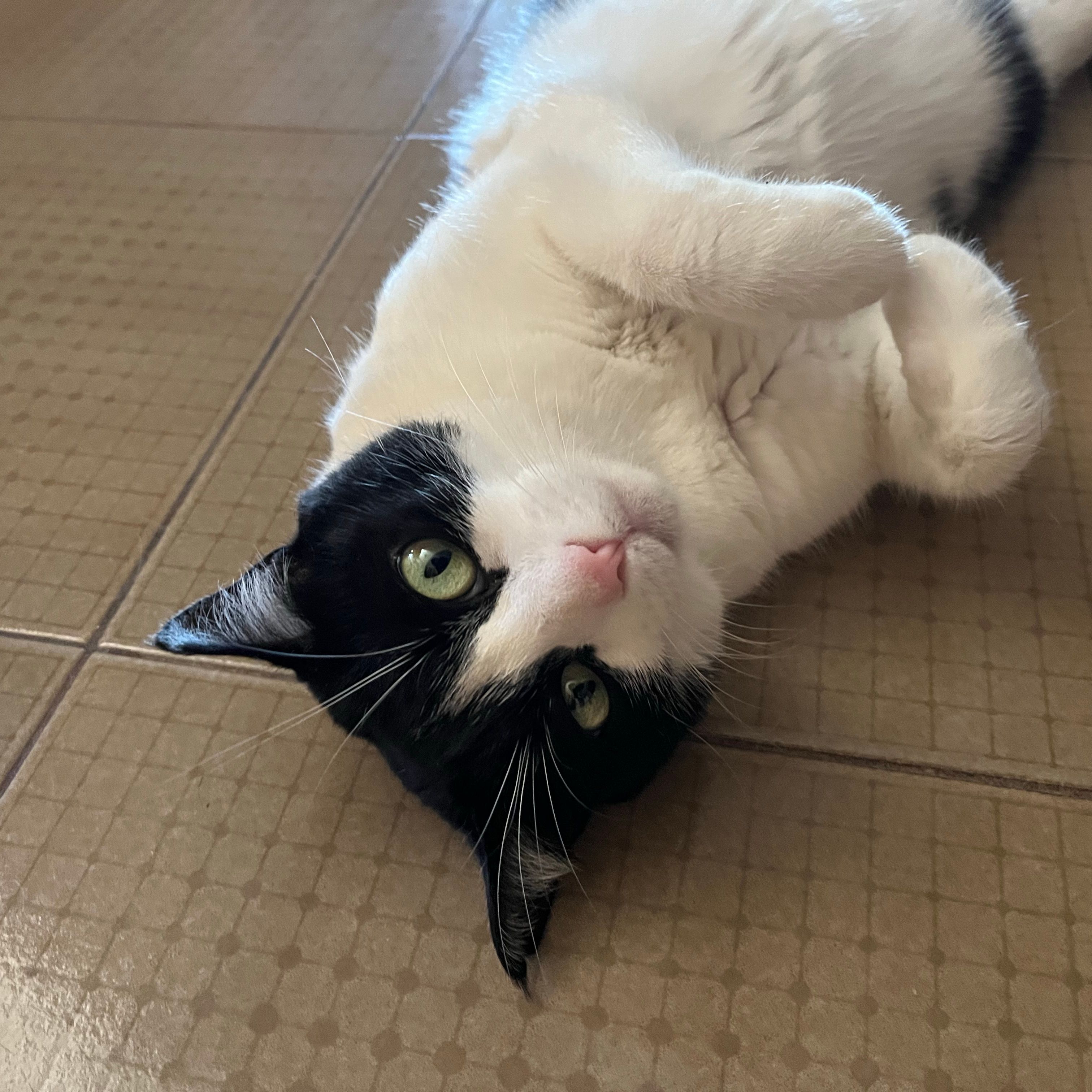 Cleo