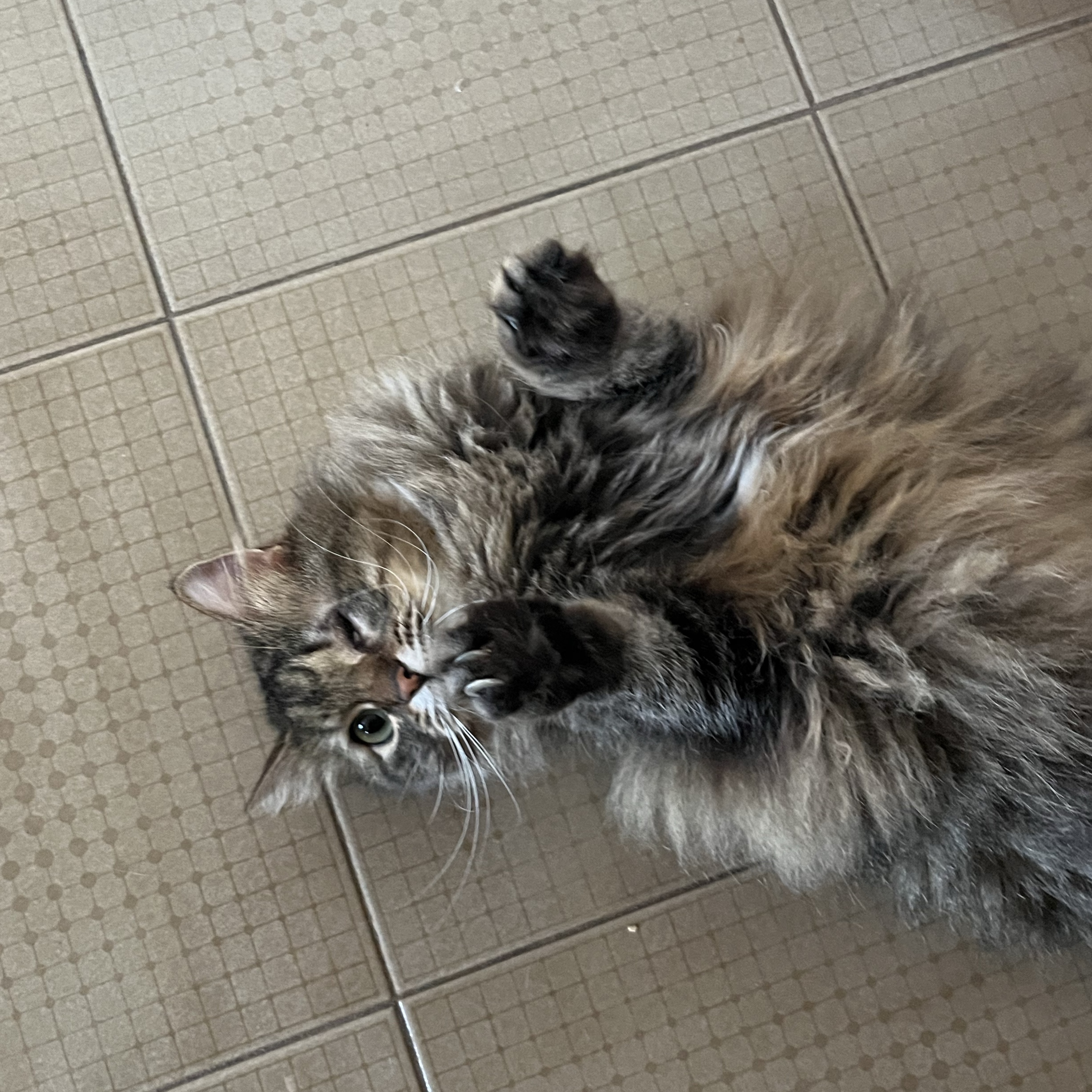 Ziggy