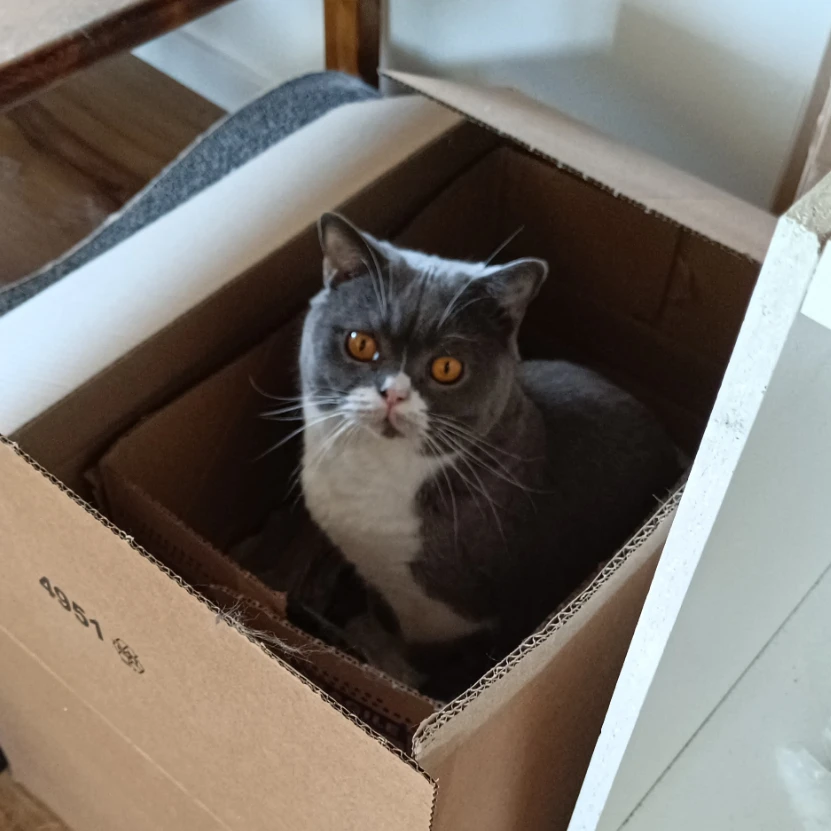 Siggi