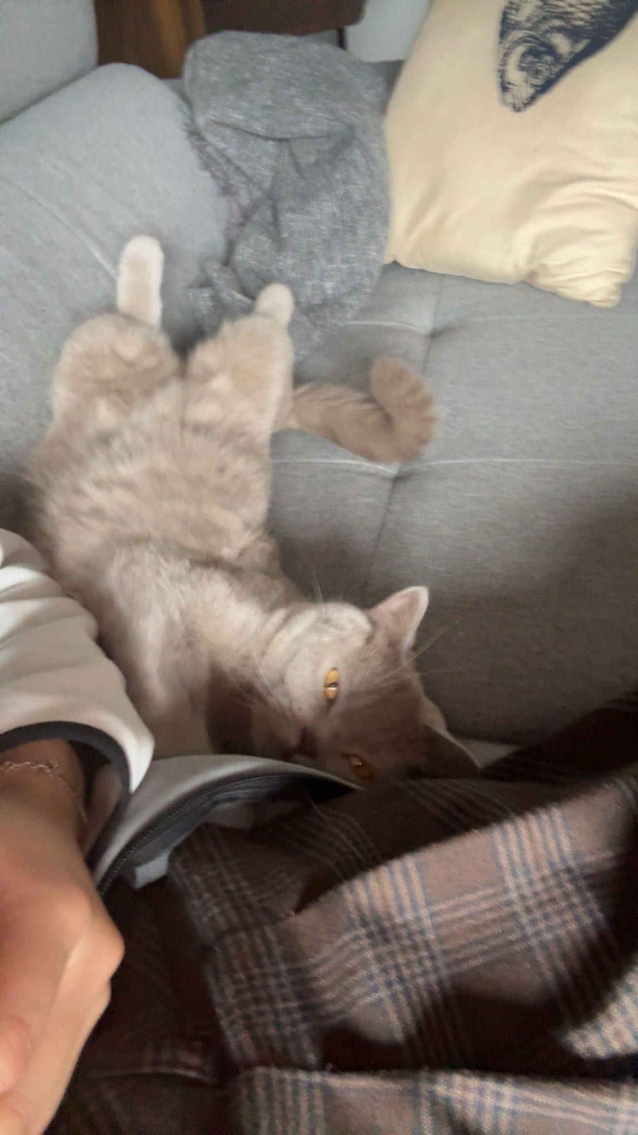 image-7