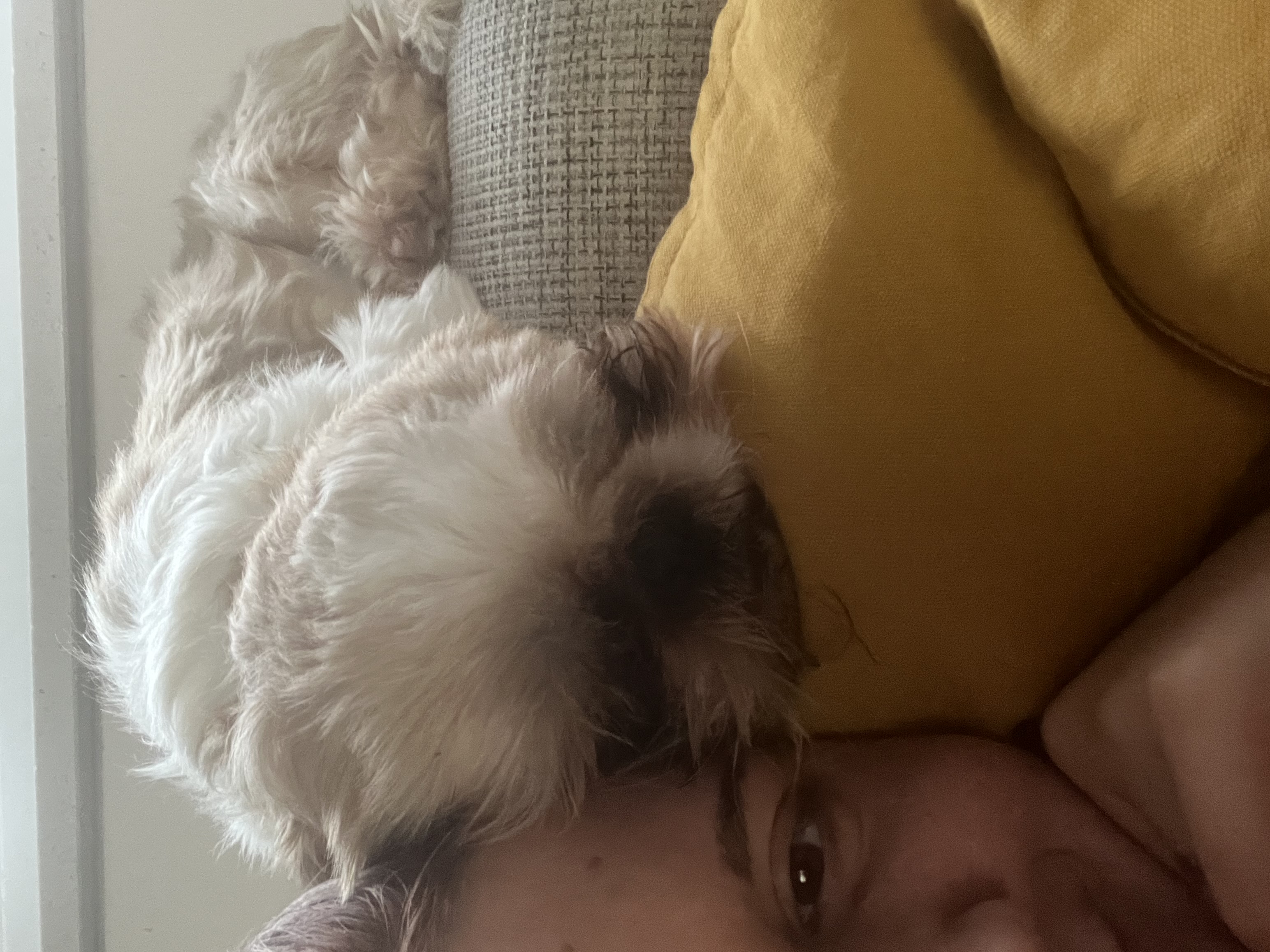 image-7