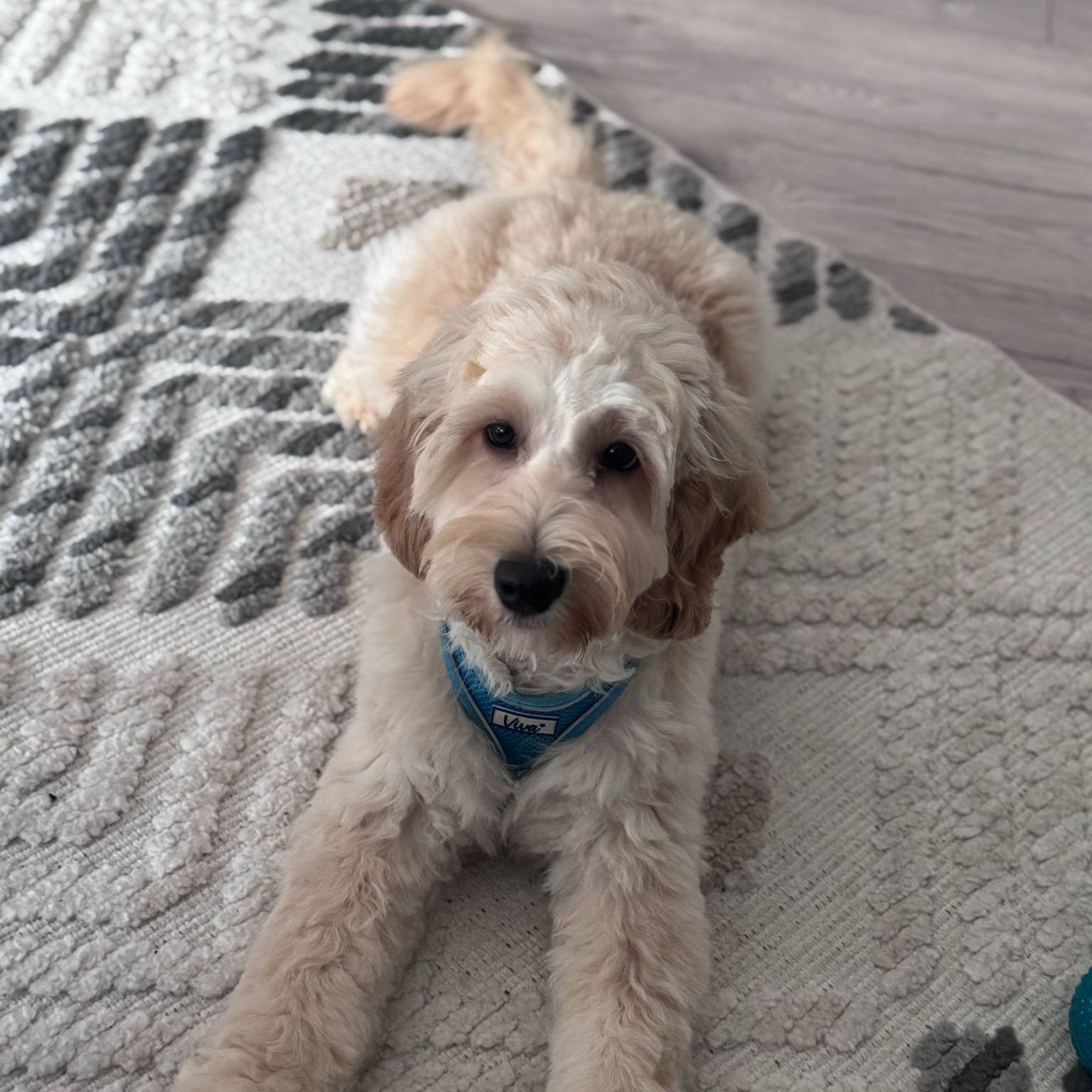 Bruno