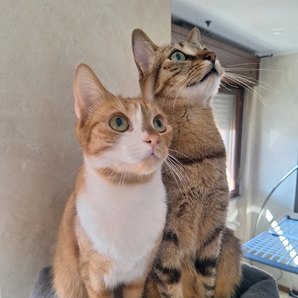 Ginger e Archer