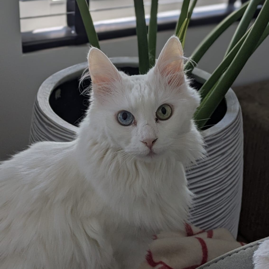 Mie