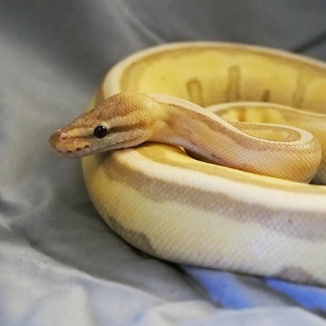 Morgan