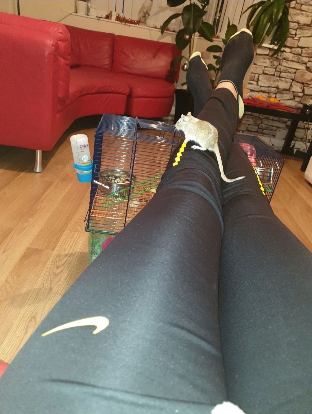 image-7