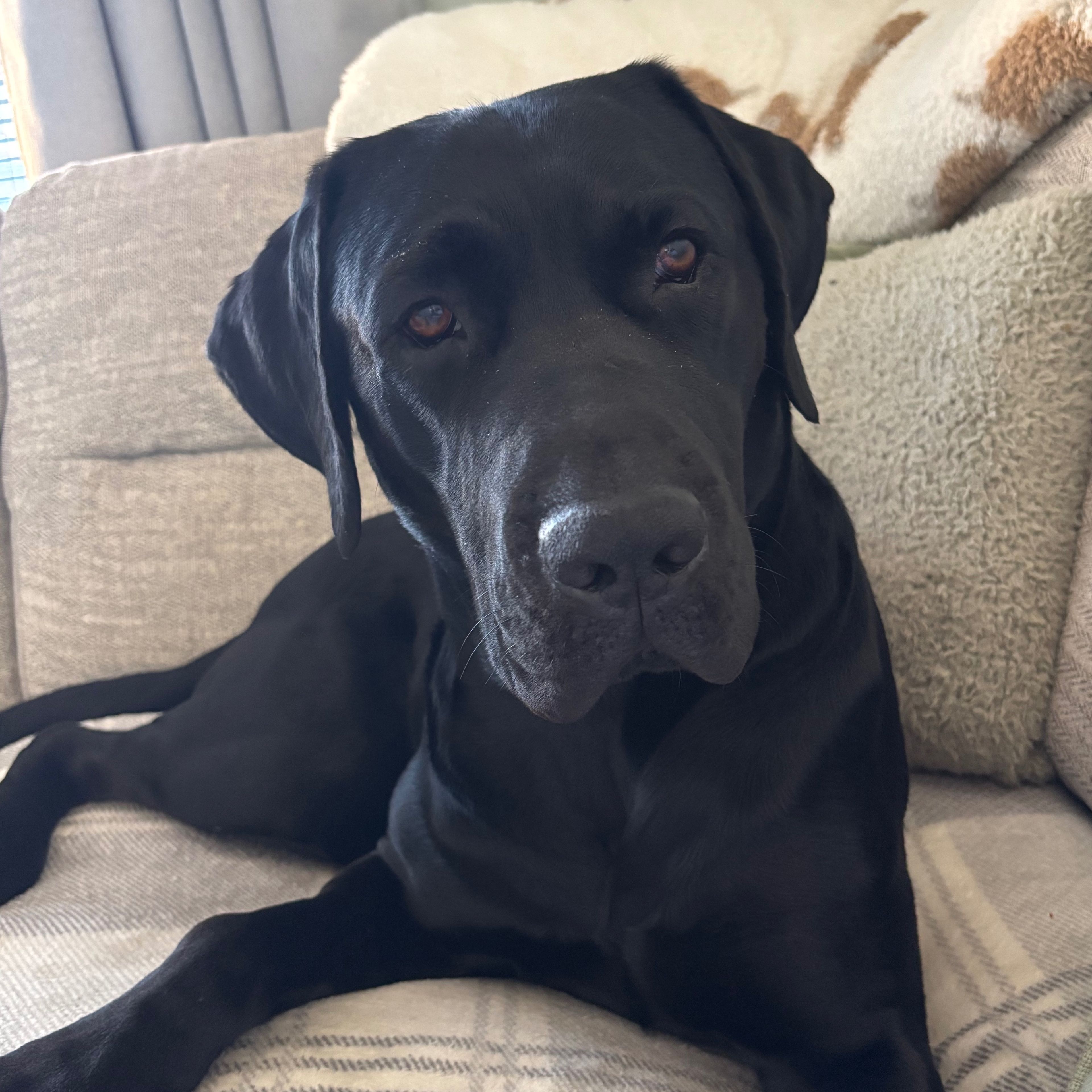 Bruce