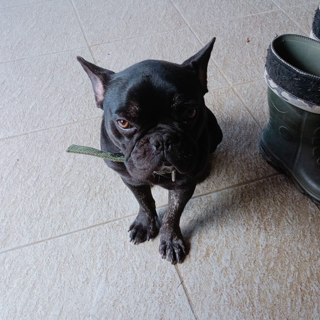 Otto