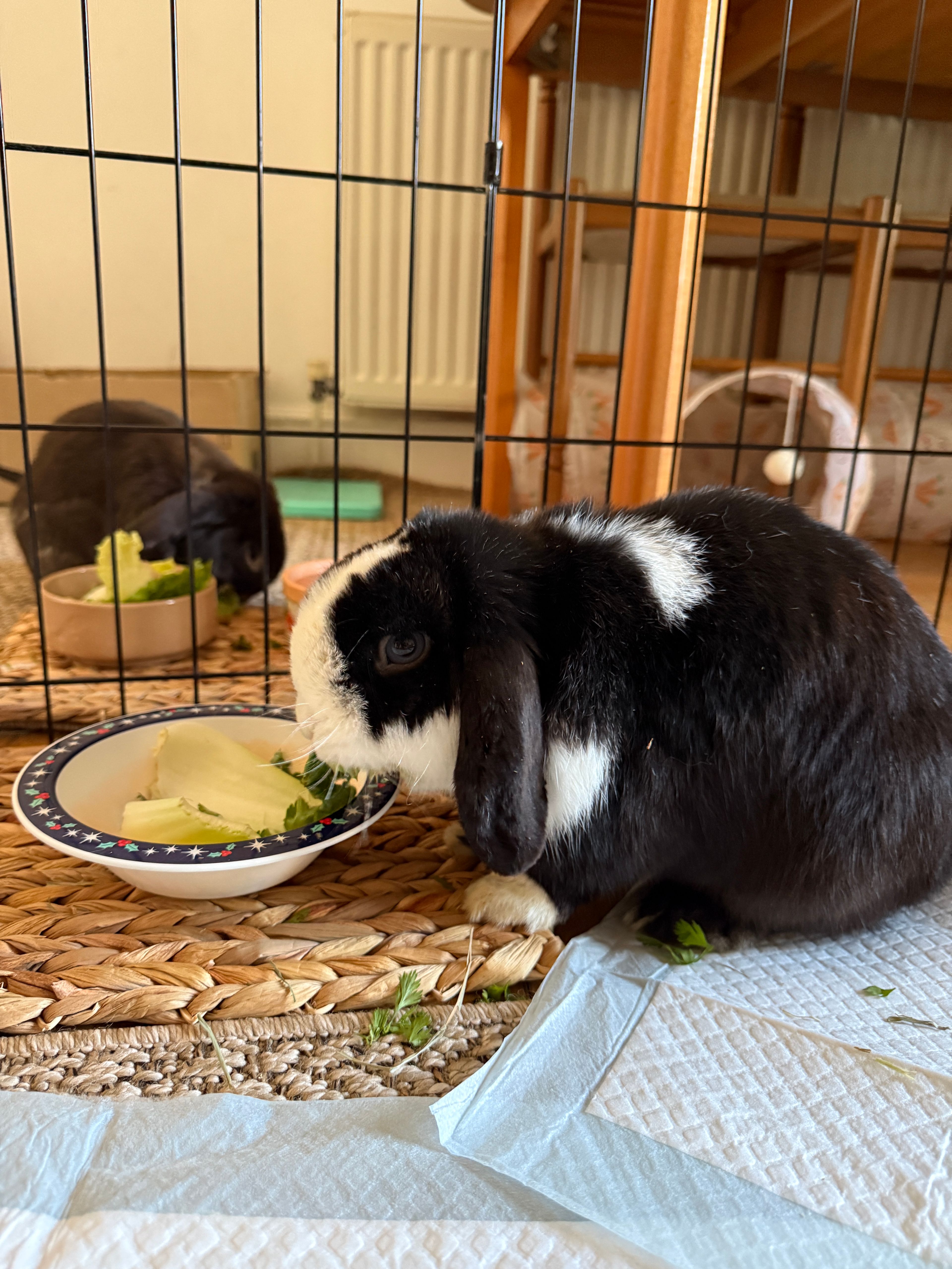image-14