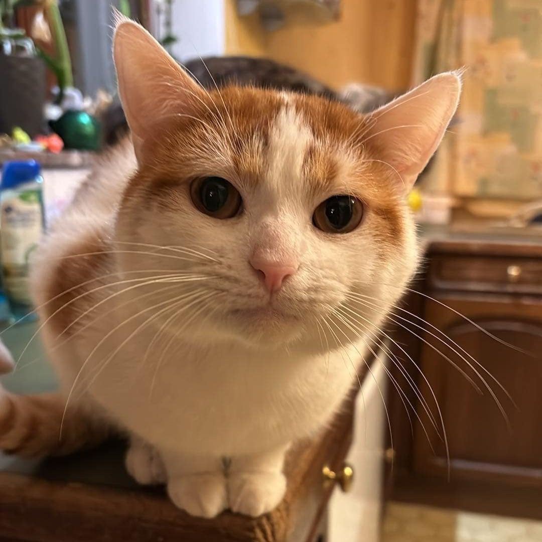Tigron