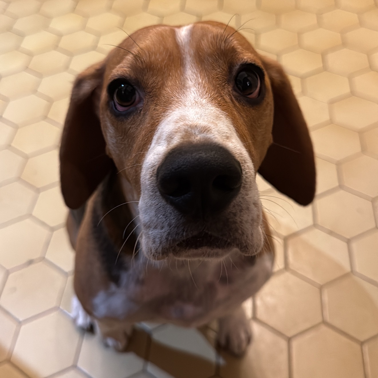 toby