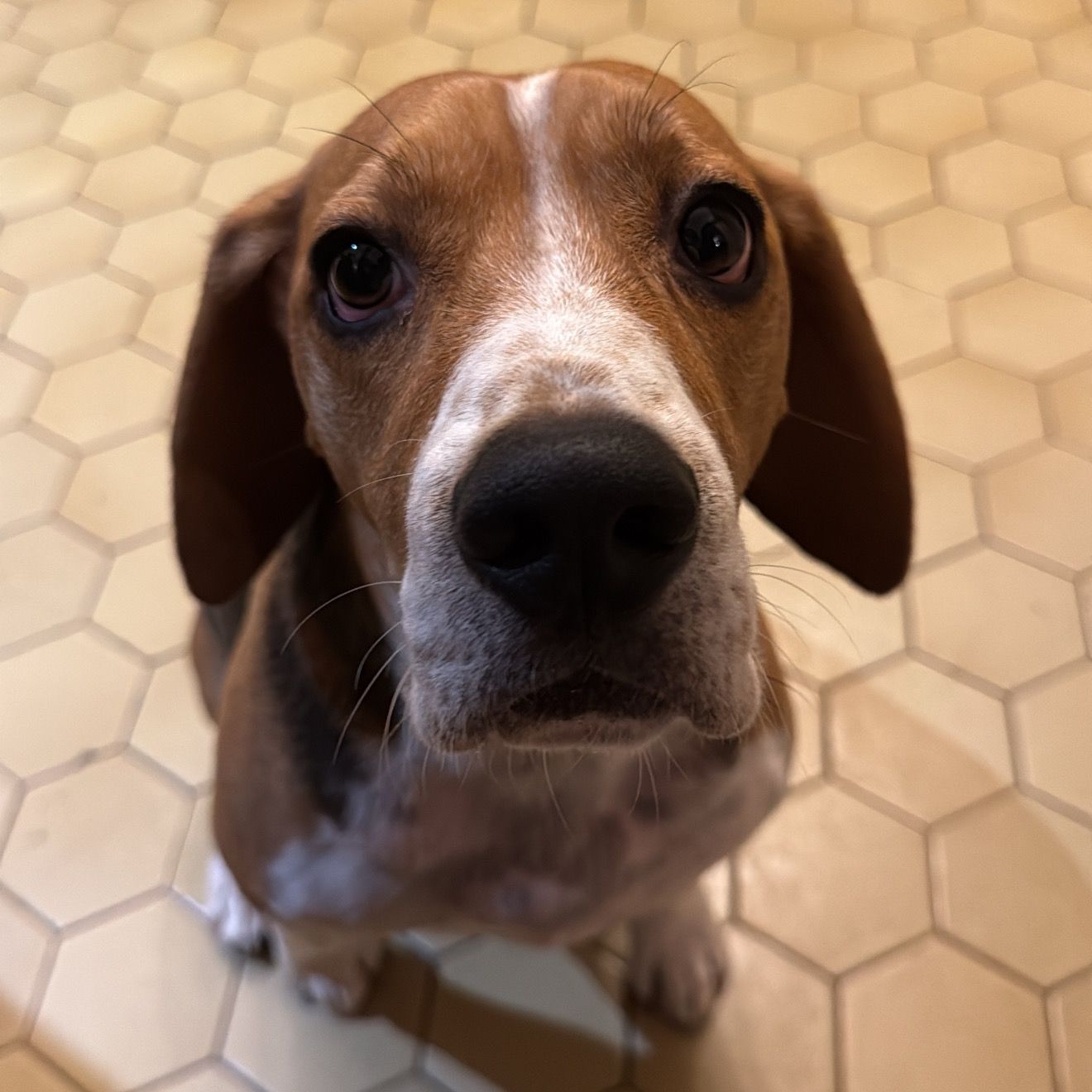 toby