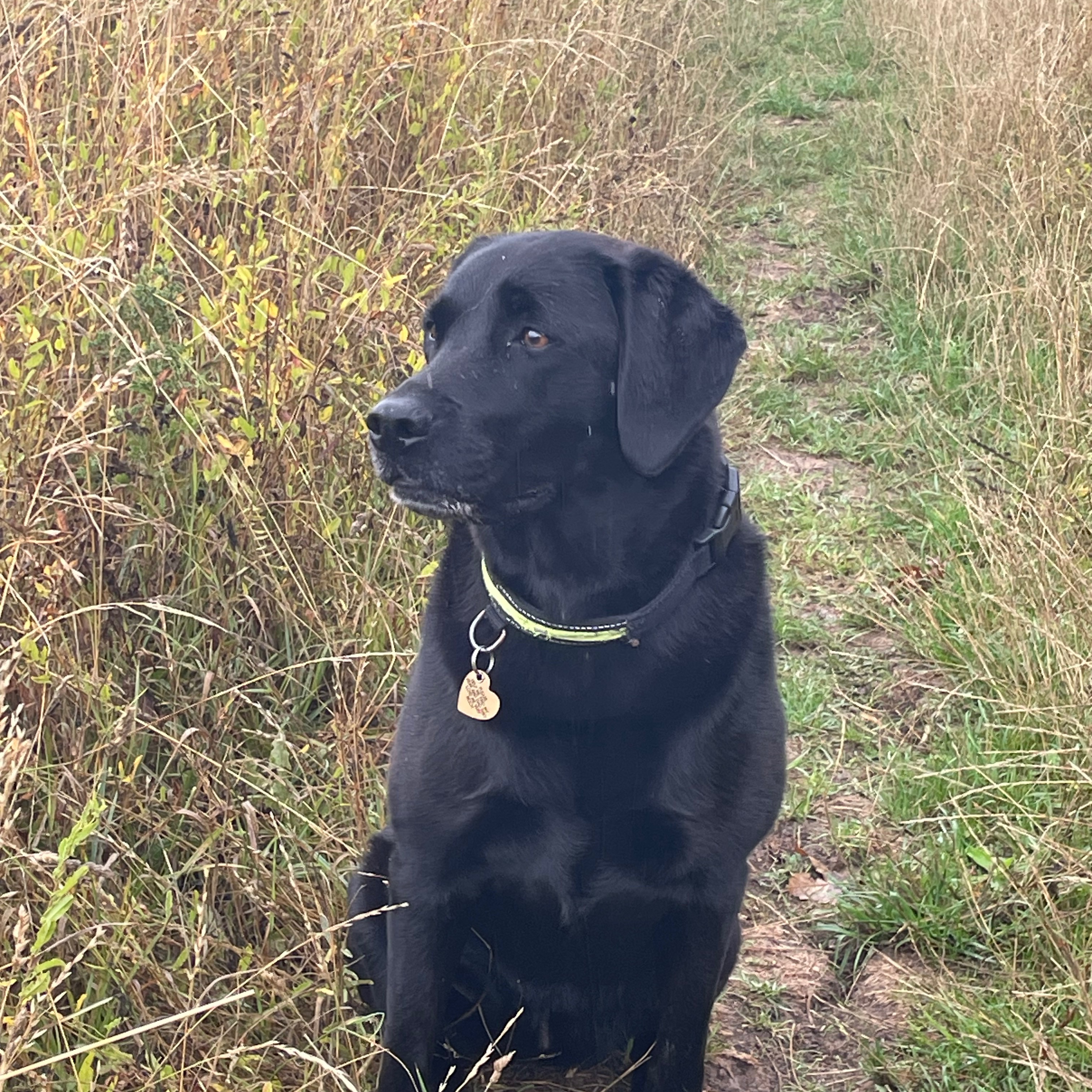 Nala