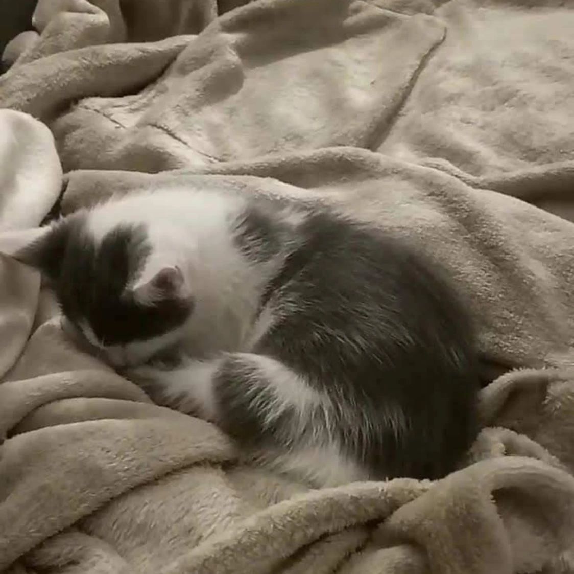 kaya