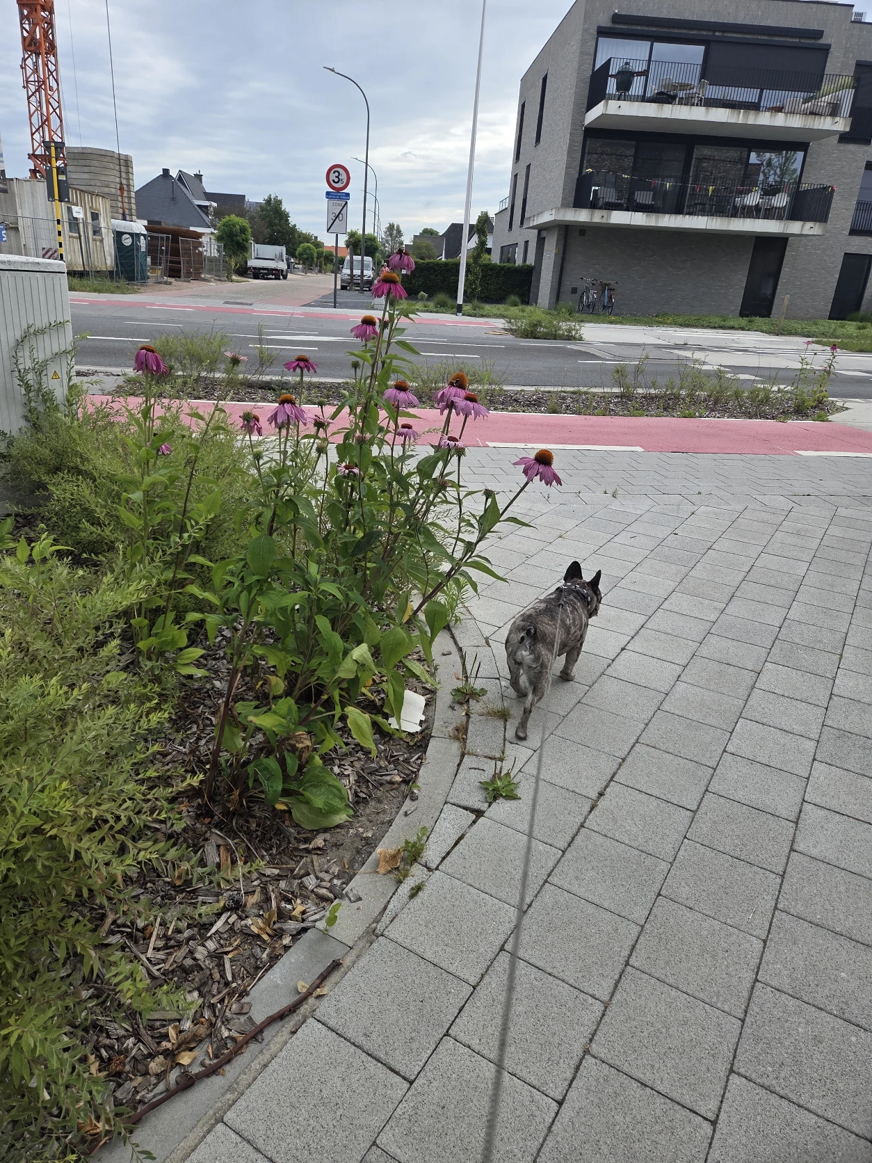 image-19