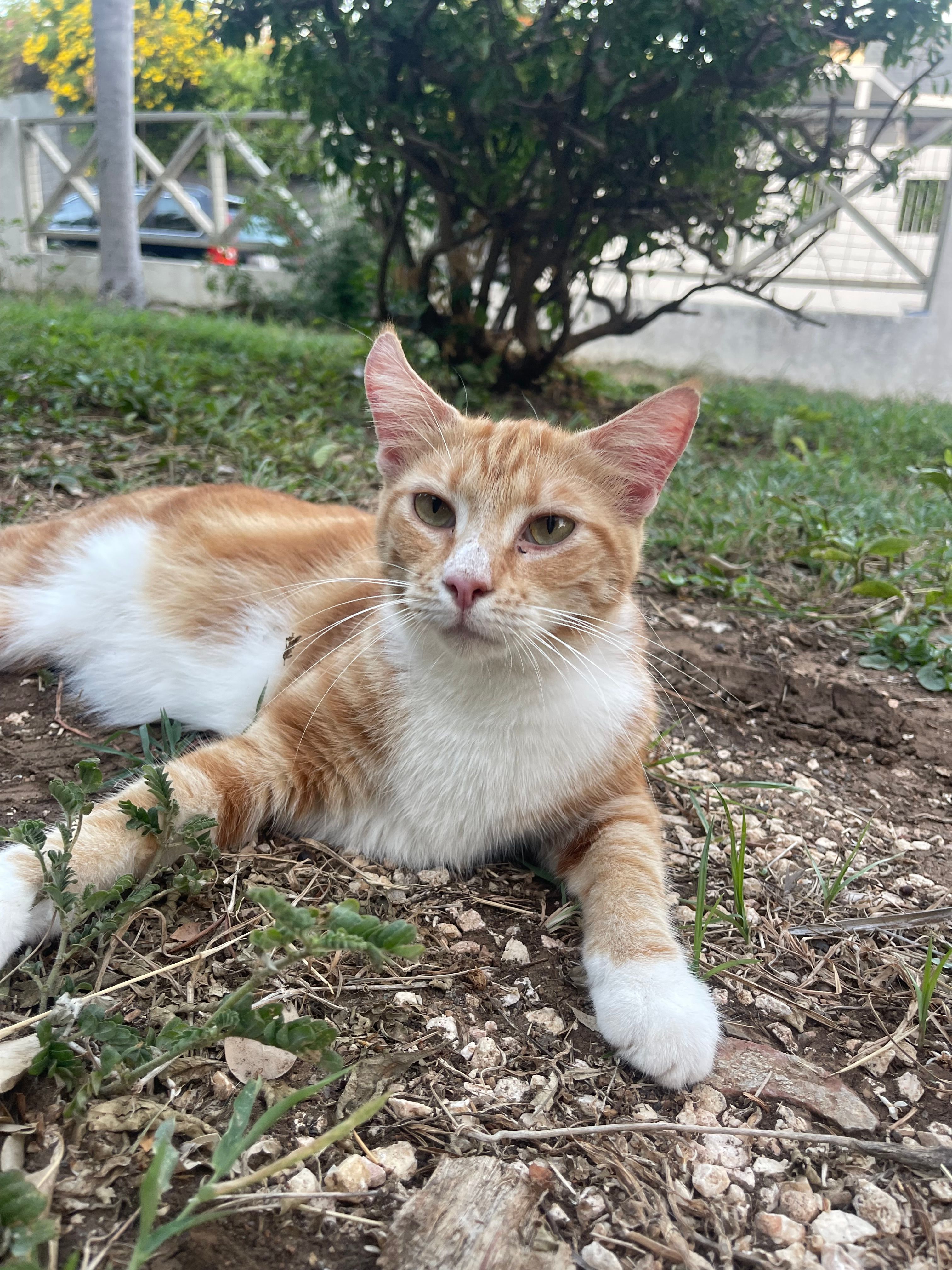 image-11