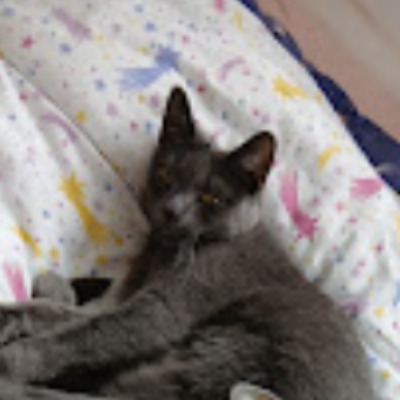Mogli