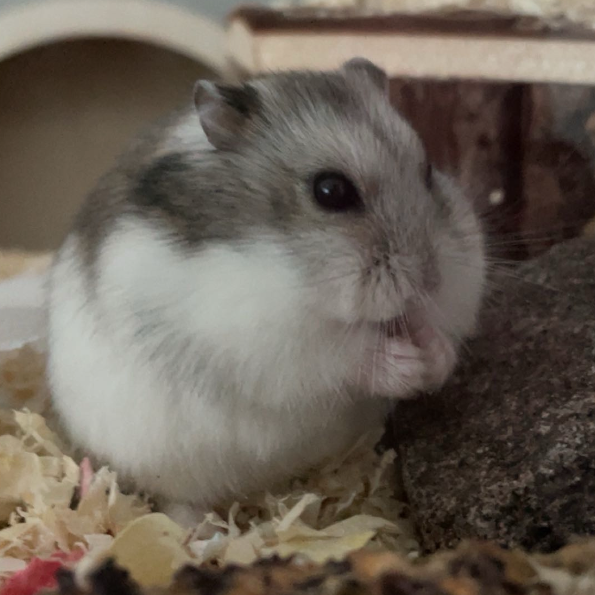 Hamsteri