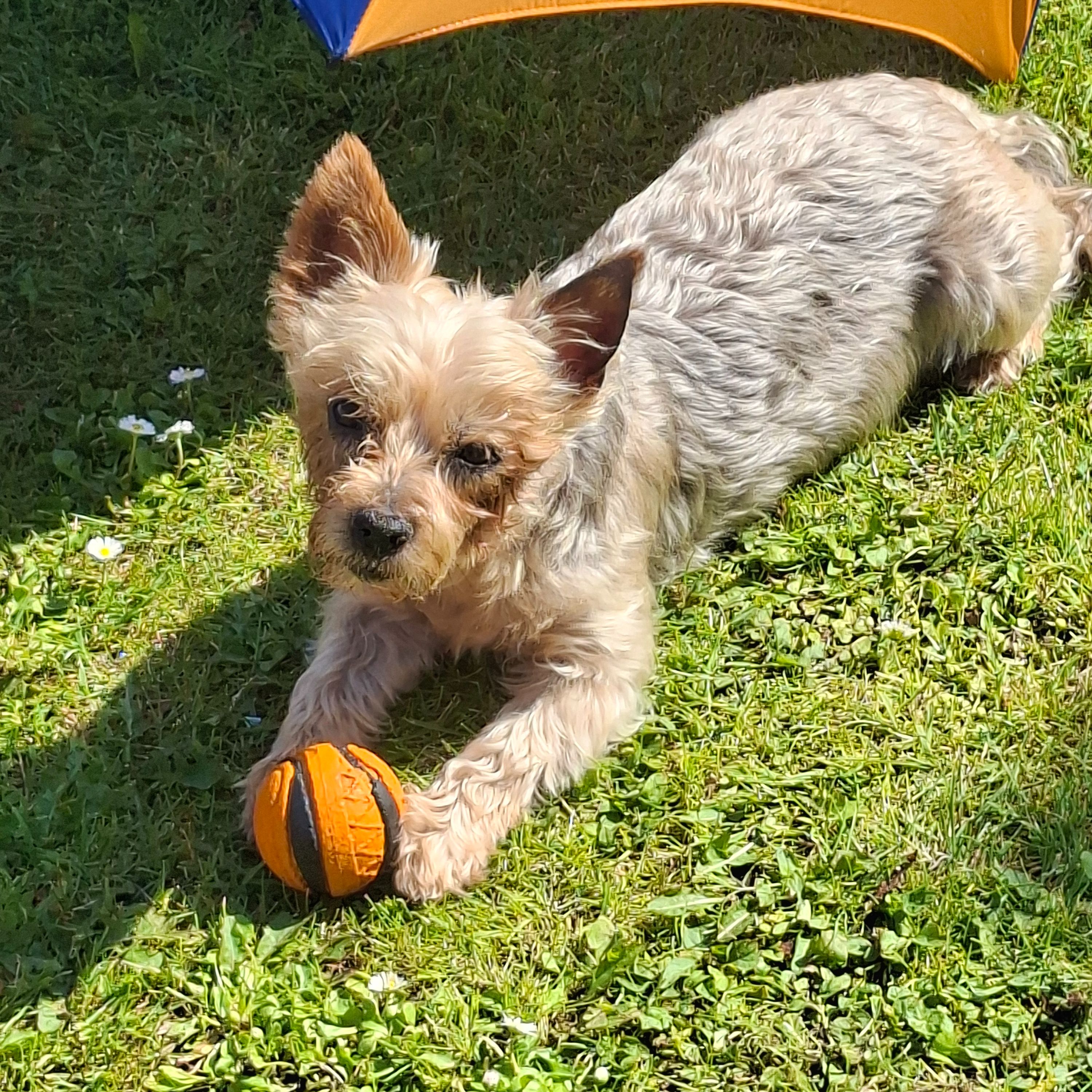 Lucy 