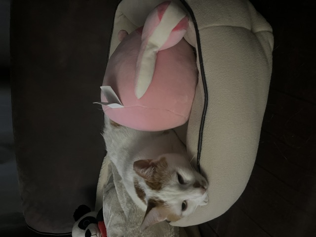 image-9