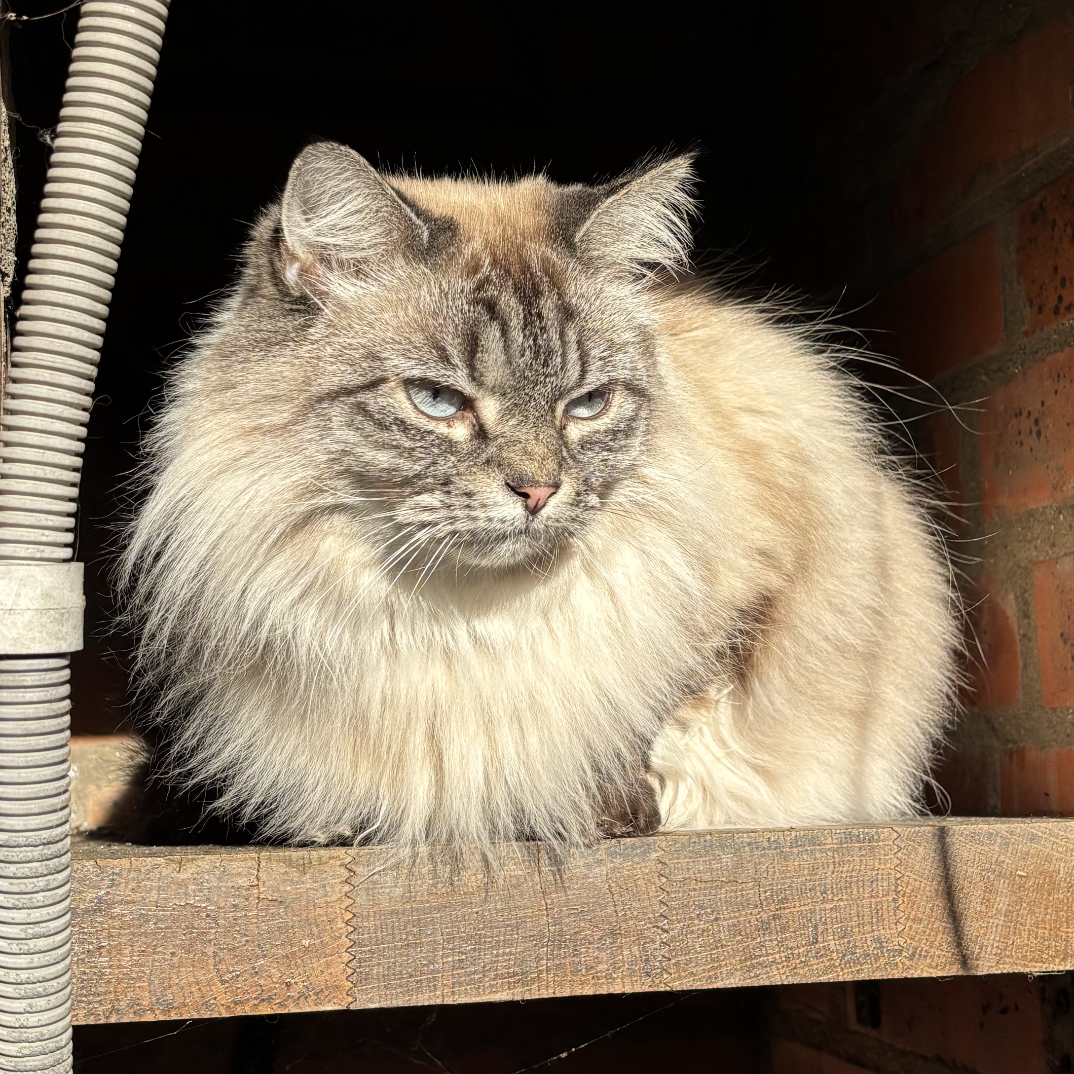 Nina