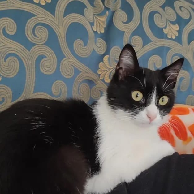 Mochi