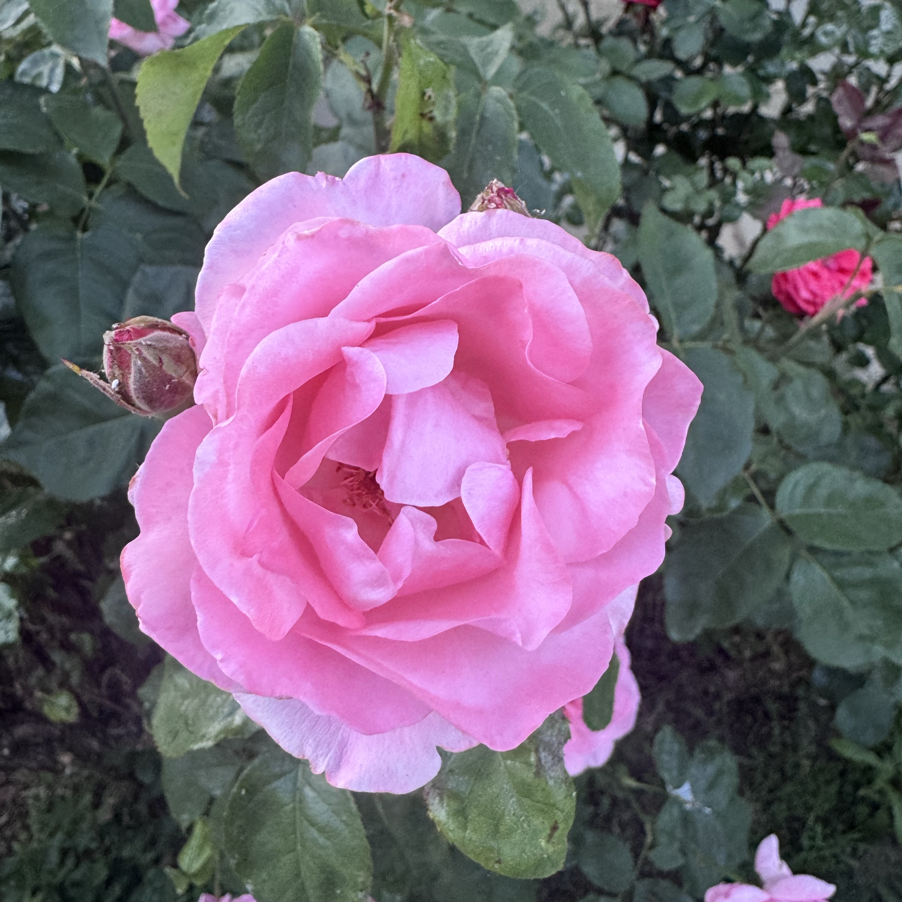 Piante