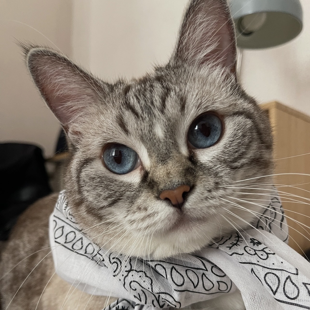 Pipa