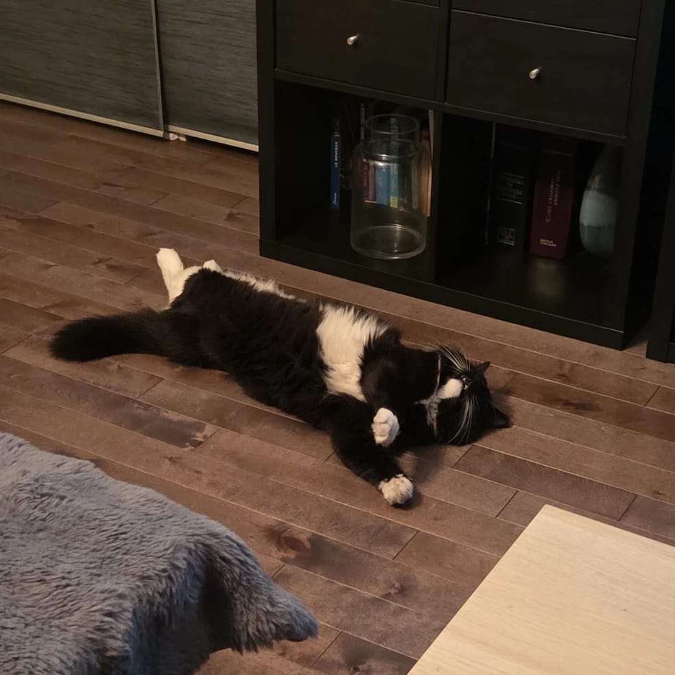 Oreo
