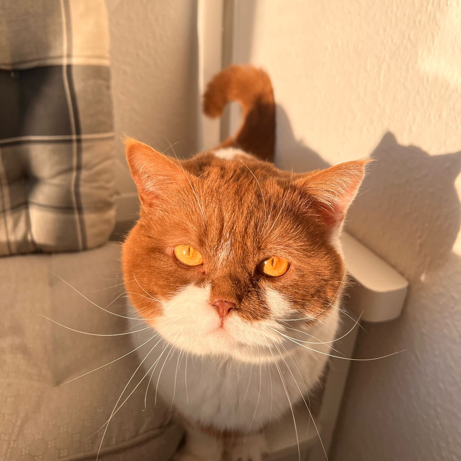 Toffi