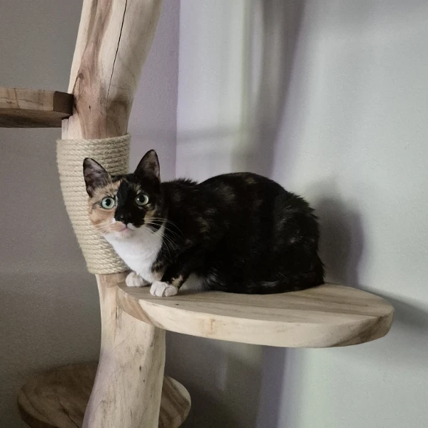 Mae