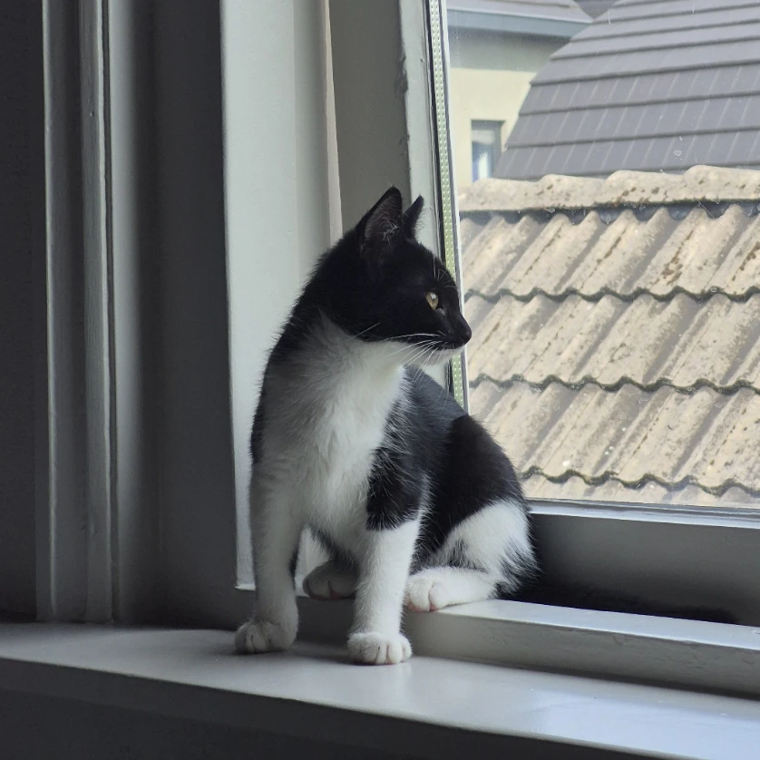 Nori