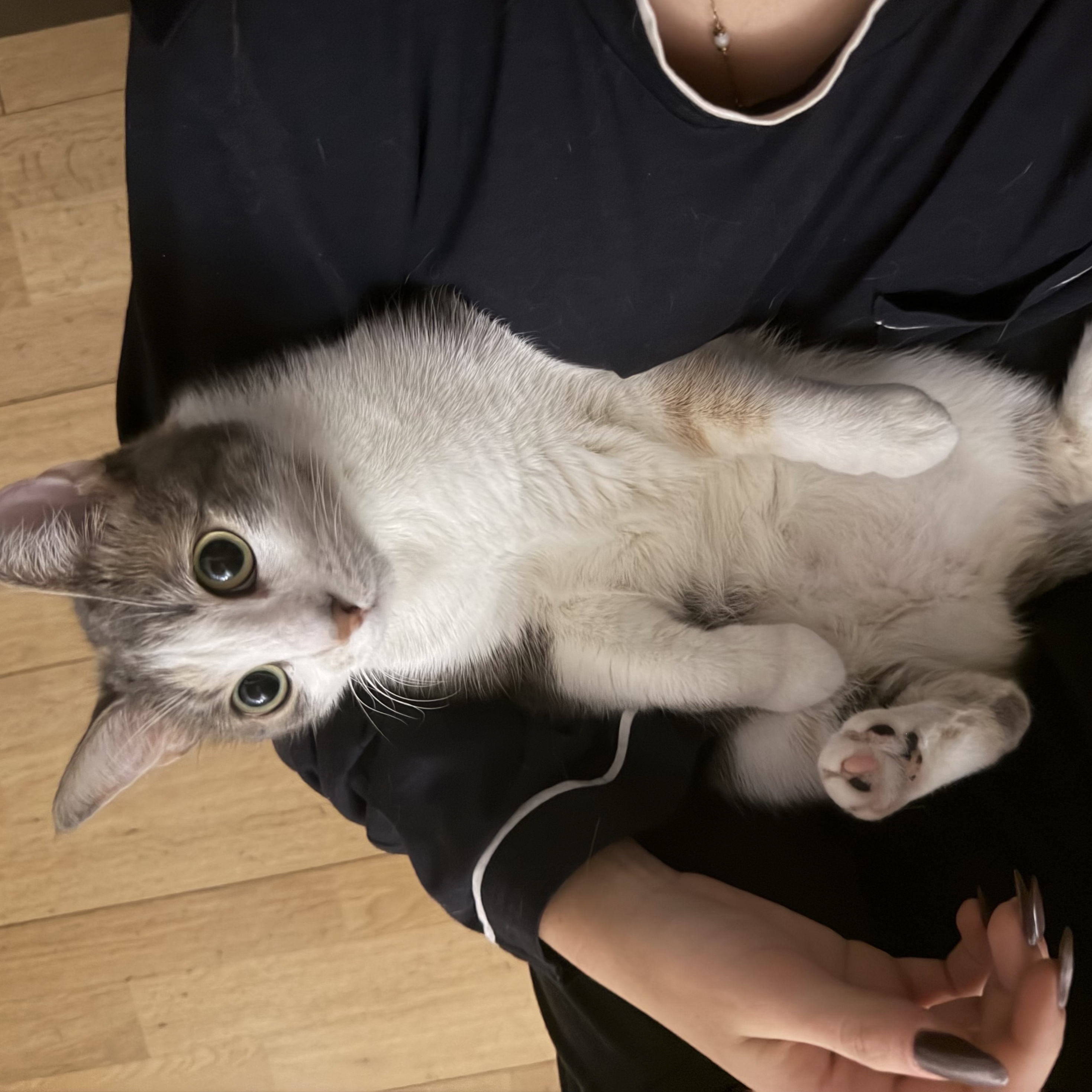 Minou