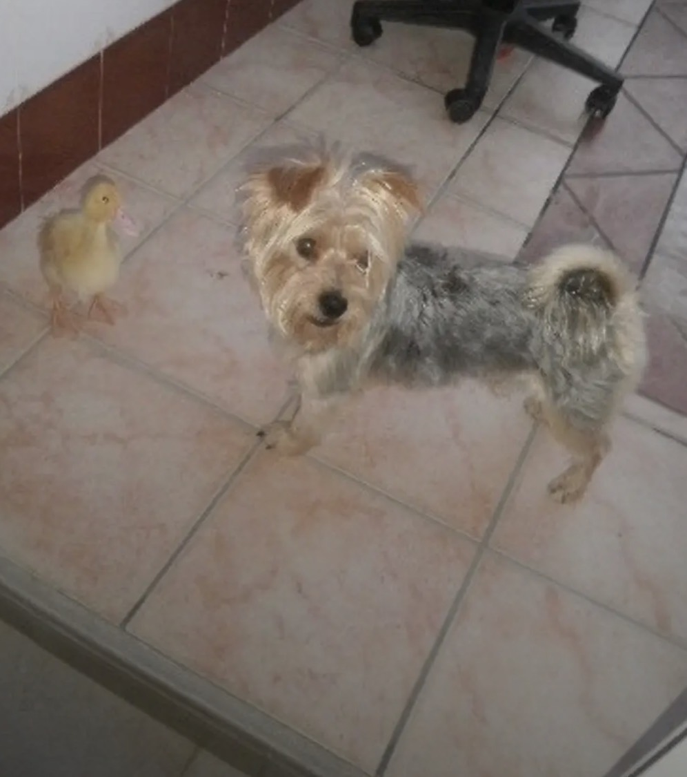image-7