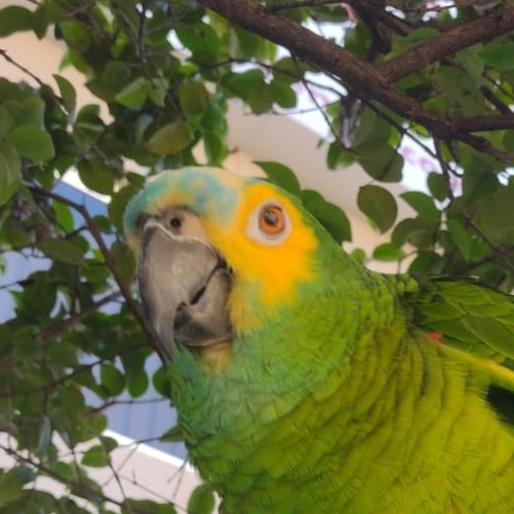 Loro José
