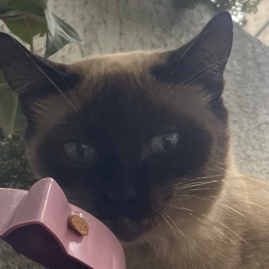 Fofa