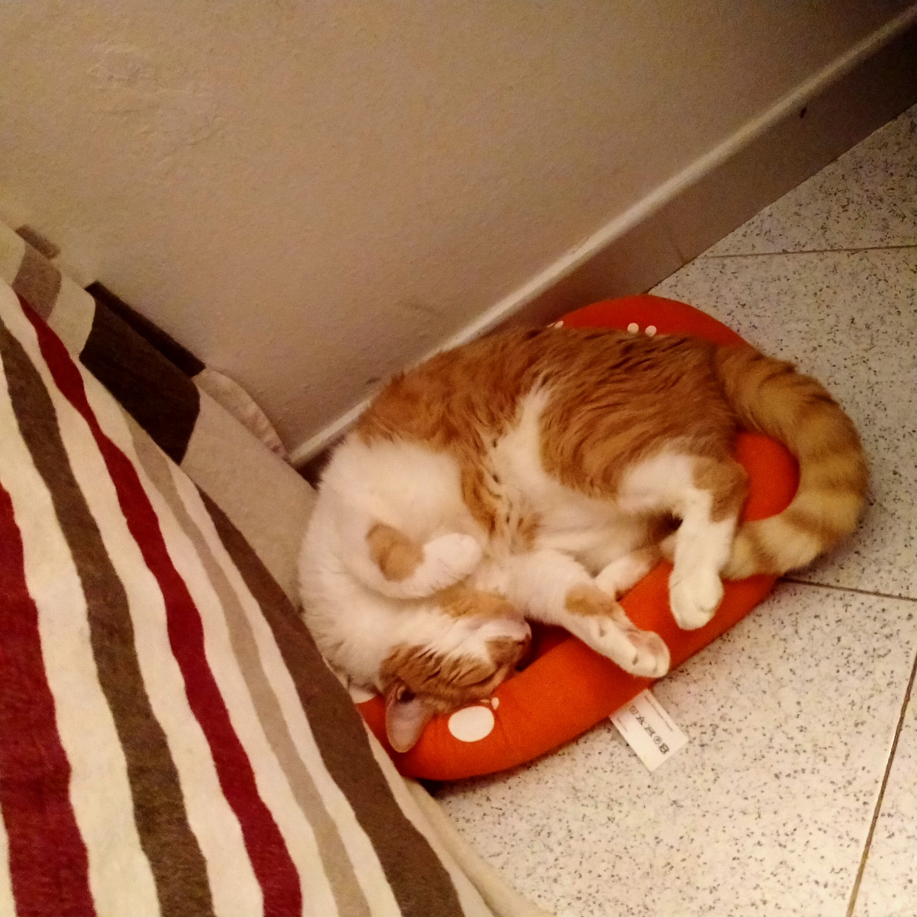 image-7