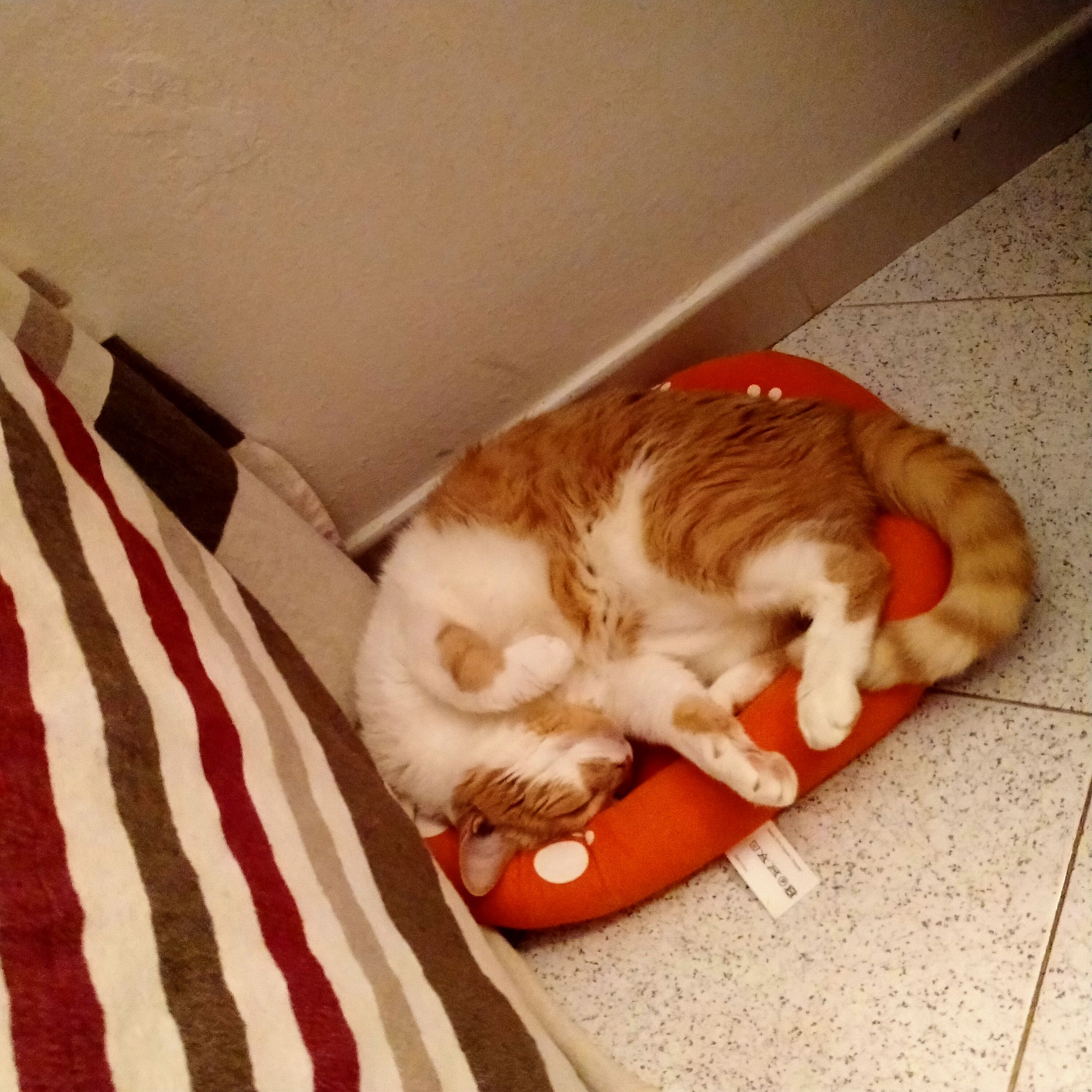 image-7