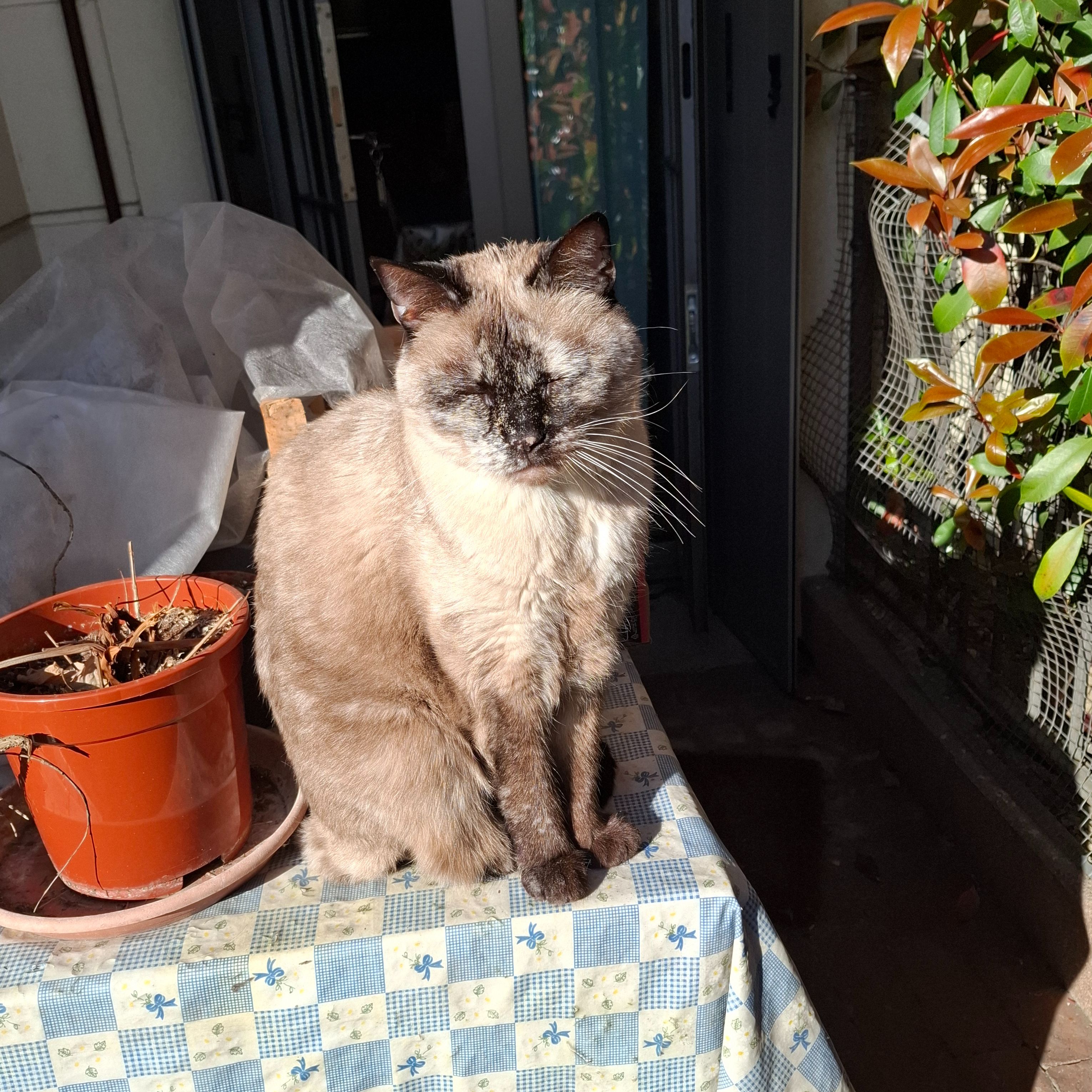 Mielosa
