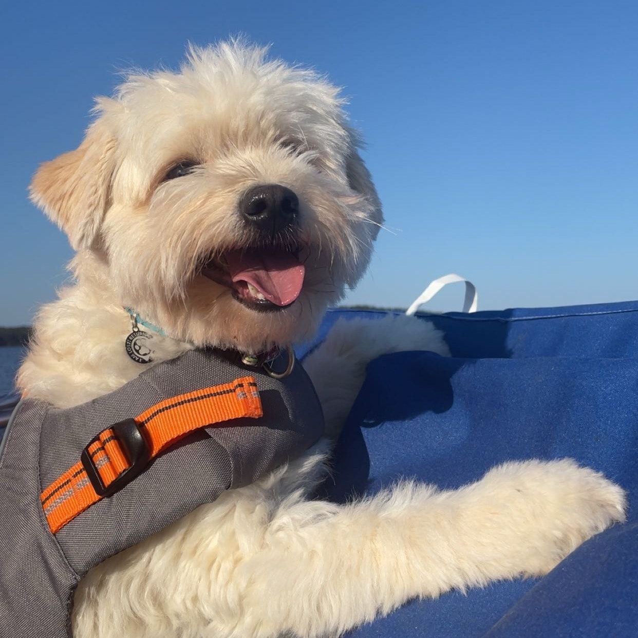 Simba