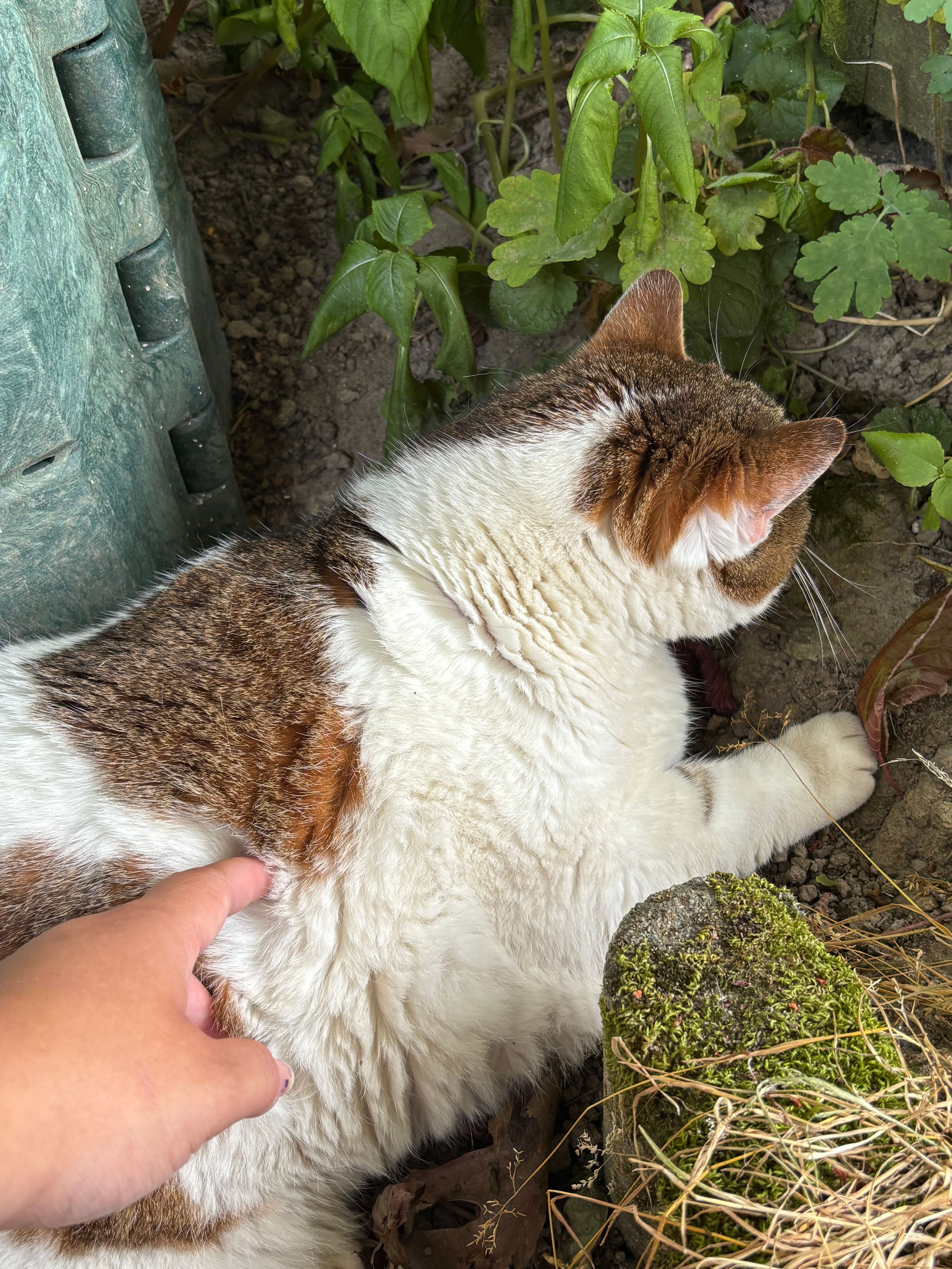 image-7