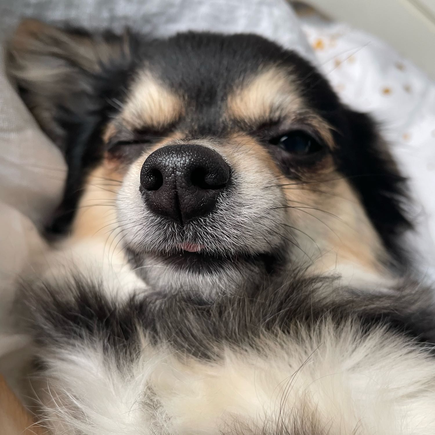 lou
