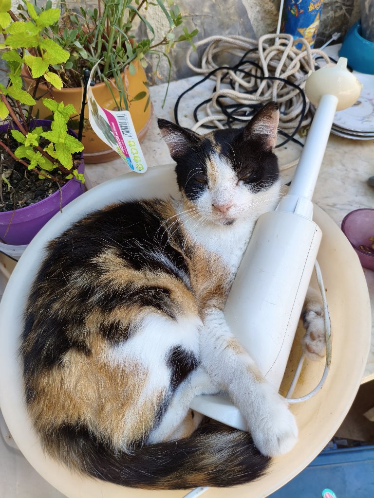 Monet, Mucca, Tutan, Cammon